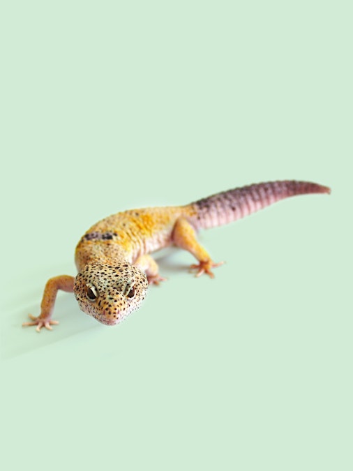 hoito-ohjeet-ostoslista-leopardi-gekko